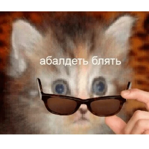кошка Очки мех