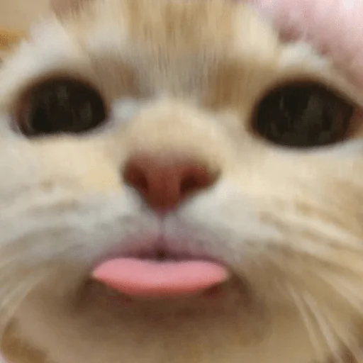 млекопитающее животное кошка