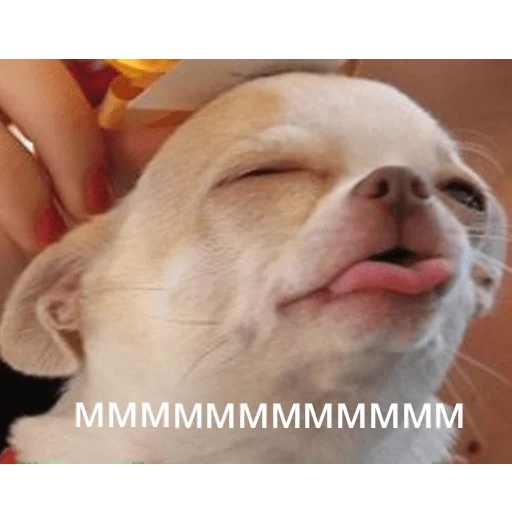 млекопитающее животное домашнее животное