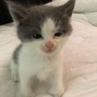 Стикер о5 бляд0та// by: @waifustiks - 3