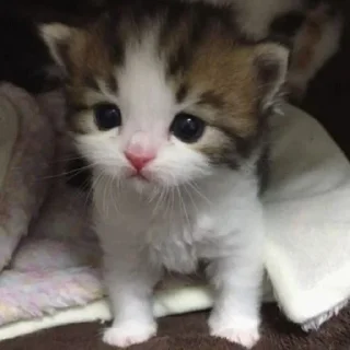 Стикер о5 бляд0та// by: @waifustiks - 9