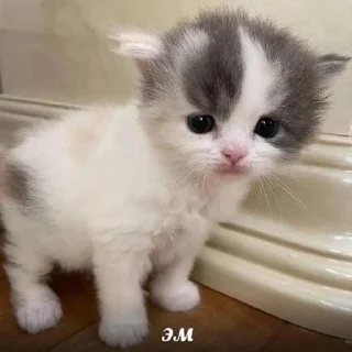 Стикер о5 бляд0та// by: @waifustiks - 5