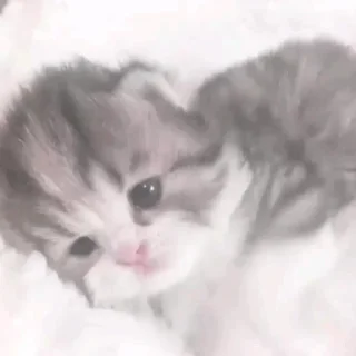 Стикер о5 бляд0та// by: @waifustiks - 11