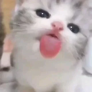 Стикер о5 бляд0та// by: @waifustiks - 6