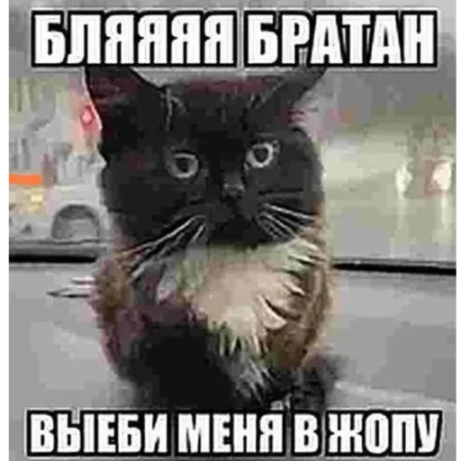 Стикер oBcBOJOf_by_stickers_stealer_bot - 1