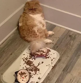 Sticker Больше стикеров 👉🏻 @stickertg4 - 2