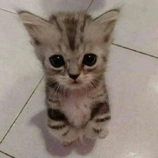 Стикер Кот @Femoji - 1