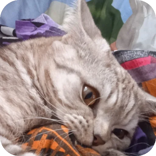 Sticker oJXouvF_by_achestickbot - 1