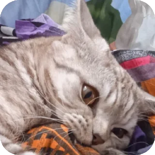 Sticker Больше стиков тут: @stikery4 - 2