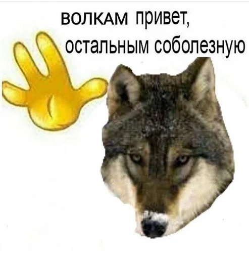 млекопитающее животное волк