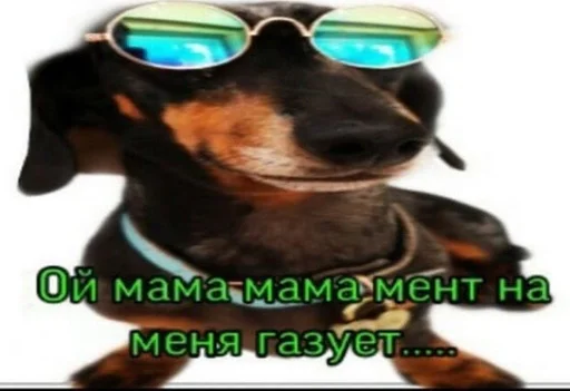 animal dog breed dog