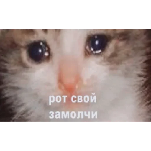 Стикер Чат by @stqrapp - 7