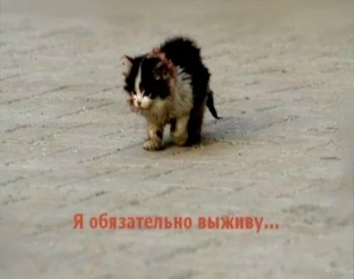 земля млекопитающее животное