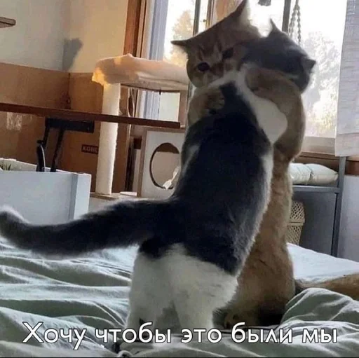 домашняя кошка кошки малого и среднего размера кошка