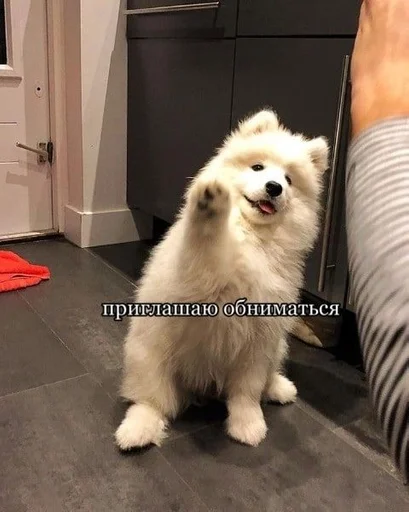 собака домашнее животное животное