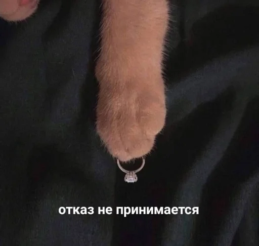 млекопитающее меховой комнатный