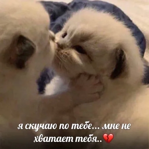 млекопитающее животное кошка