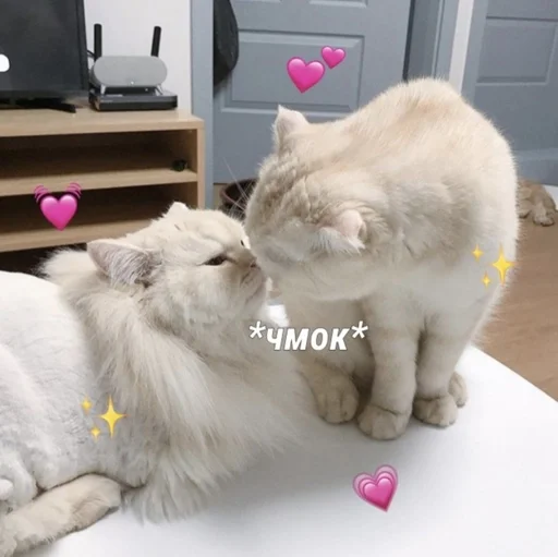 млекопитающее животное комнатный