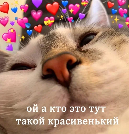 животное млекопитающее кошка