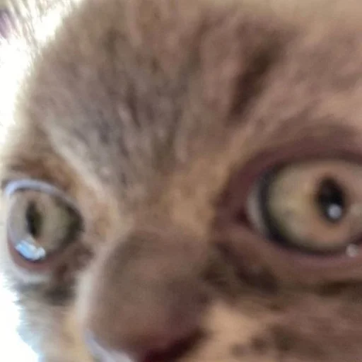 животное млекопитающее кошка