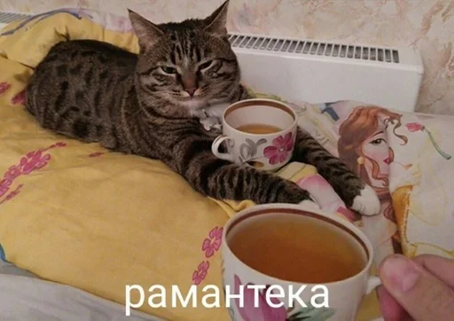 animal indoor felidae