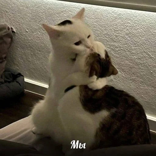 animal mammal small to medium-sized cats