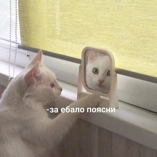 indoor small to medium-sized cats window