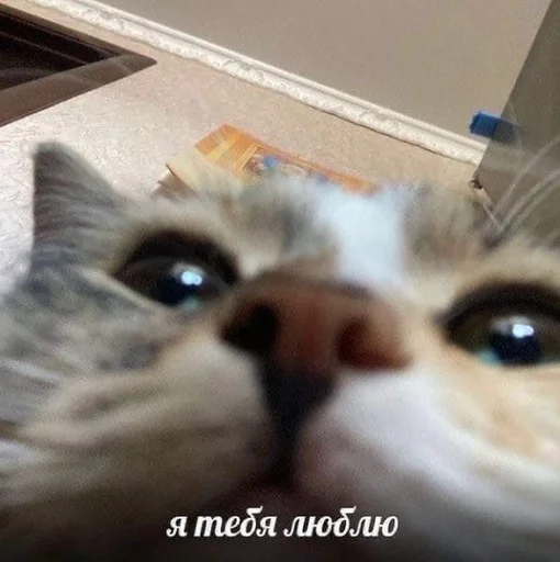 mammal animal small to medium-sized cats