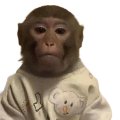 абезяны ¦| @stickerspremiumemoji - 