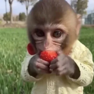 Стикер абезяны ¦| @stickerspremiumemoji - 4