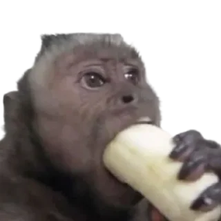 Стикер абезяны ¦| @stickerspremiumemoji - 9