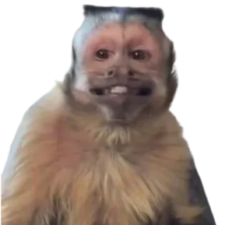 Стикер абезяны ¦| @stickerspremiumemoji - 10