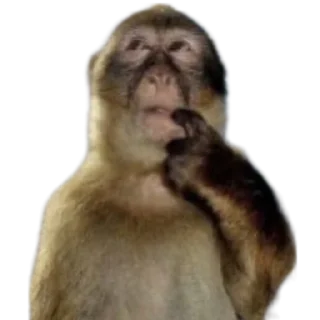 Стикер абезяны ¦| @stickerspremiumemoji - 1