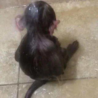 Стикер абезяны ¦| @stickerspremiumemoji - 7