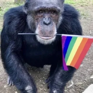 Стикер абезяны ¦| @stickerspremiumemoji - 6