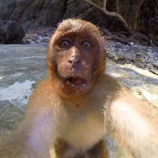 Стикер абезяны ¦| @stickerspremiumemoji - 3