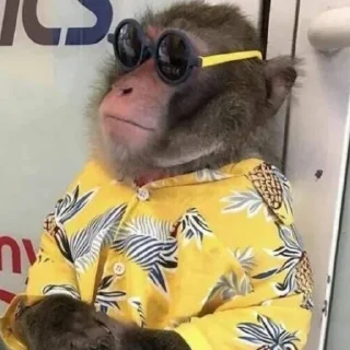 Стикер абезяны ¦| @stickerspremiumemoji - 5