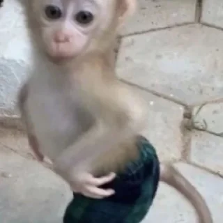 Стикер абезяны ¦| @stickerspremiumemoji - 2