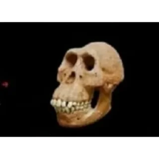 Стикер каки - 8