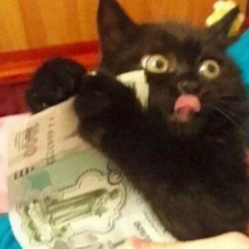 small to medium-sized cats felidae indoor