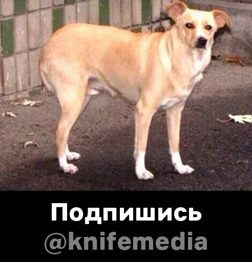 оскорбительная собака knife.media - млекопитающее