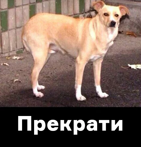 млекопитающее животное собака