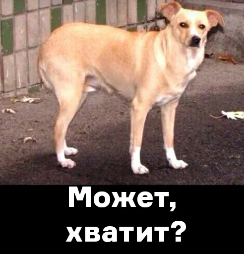 млекопитающее животное собака