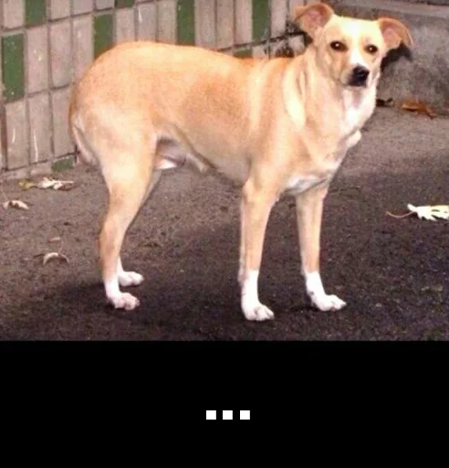 млекопитающее животное собака