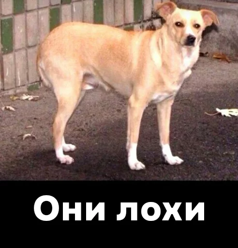 млекопитающее животное собака