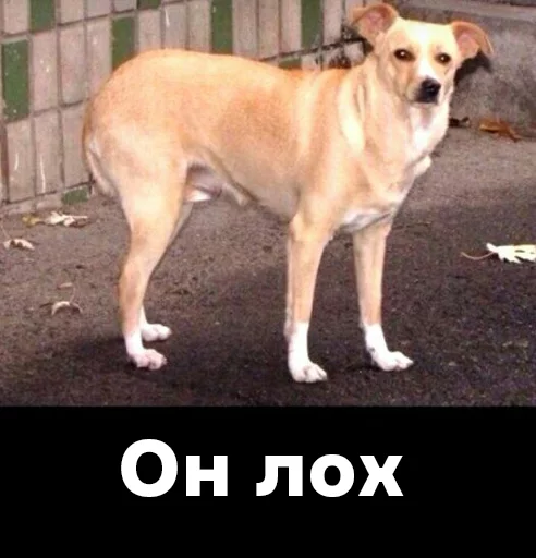 млекопитающее животное собака