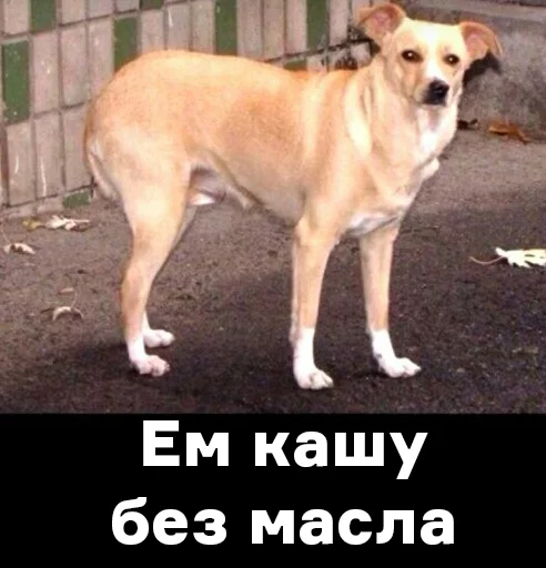 млекопитающее животное собака