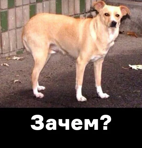 млекопитающее животное собака