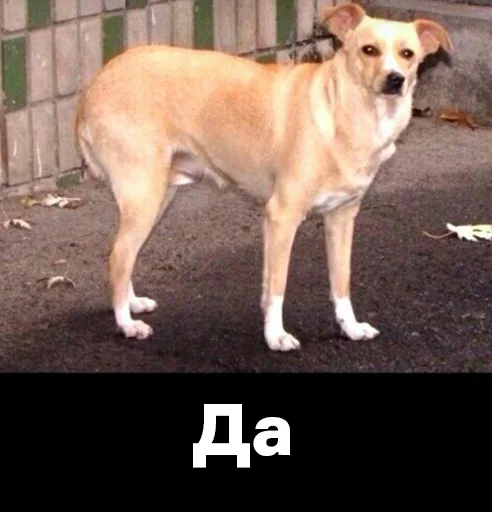 млекопитающее животное собака