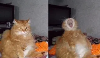 Стикер @sexstikkers - 1